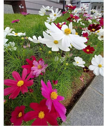 Cosmos Mixed Winter Flower Seeds Pack Of 30