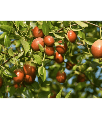 CLASSIC GREEN EARTH - Fruit Seeds ( 20 )