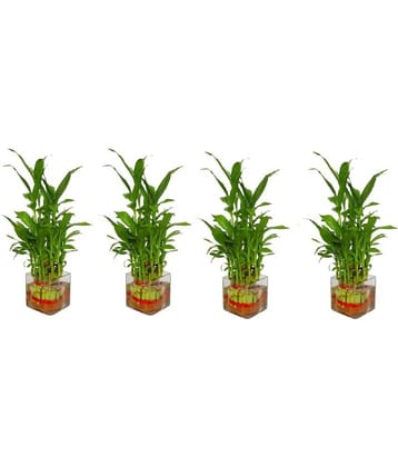 Green plant indoor - Green Wild Artificial Flowers With Pot ( Pack of 4 )