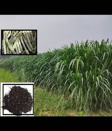 homeagro - Naiper Grass ( 500 Seeds )