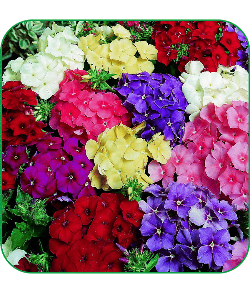 Aero Seeds Phlox Mix Pack of 50 Seeds