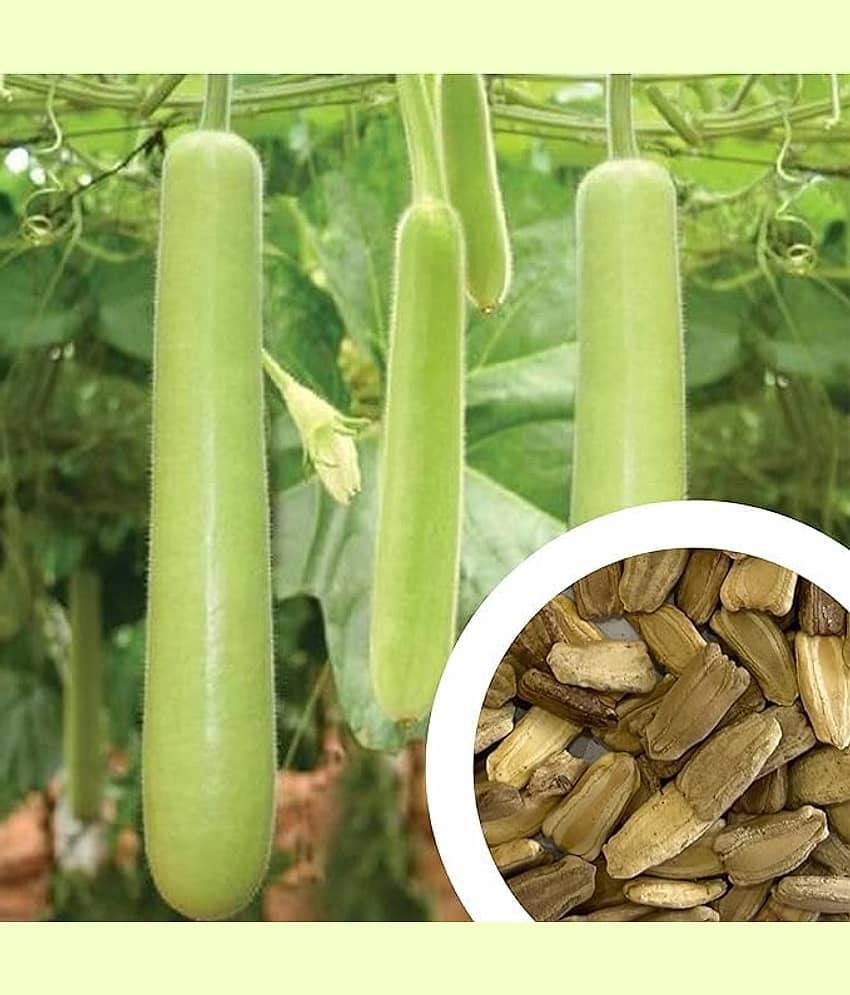 Aero Seeds Bottle Gourd Vegetable ( 30 Seeds )
