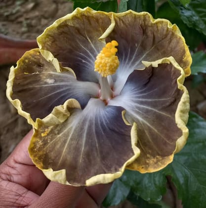 American Hibiscus Plant For Gardening
