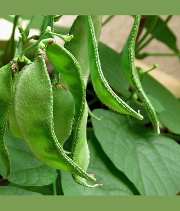 TSY Chedi Avarai Lablab Purpureus,Hyacinth,Dolichos Bean,Chedi Avarai (20 Seeds)