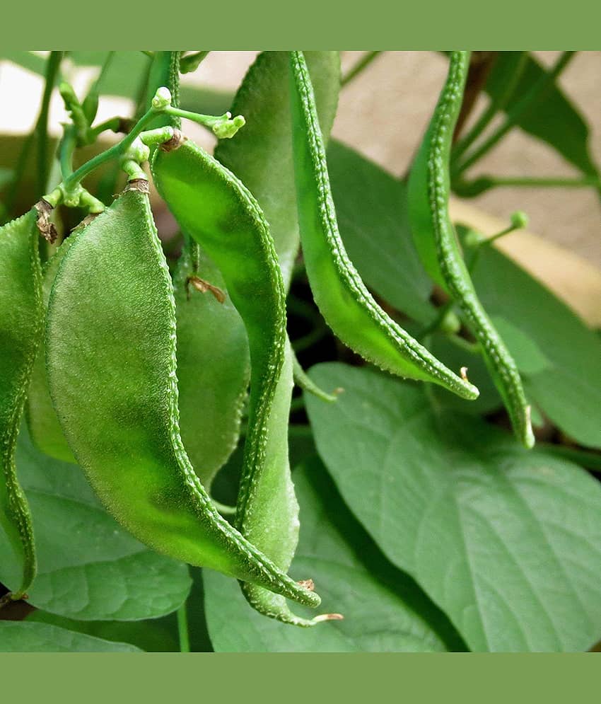 TSY Chedi Avarai Lablab Purpureus,Hyacinth,Dolichos Bean,Chedi Avarai (20 Seeds)