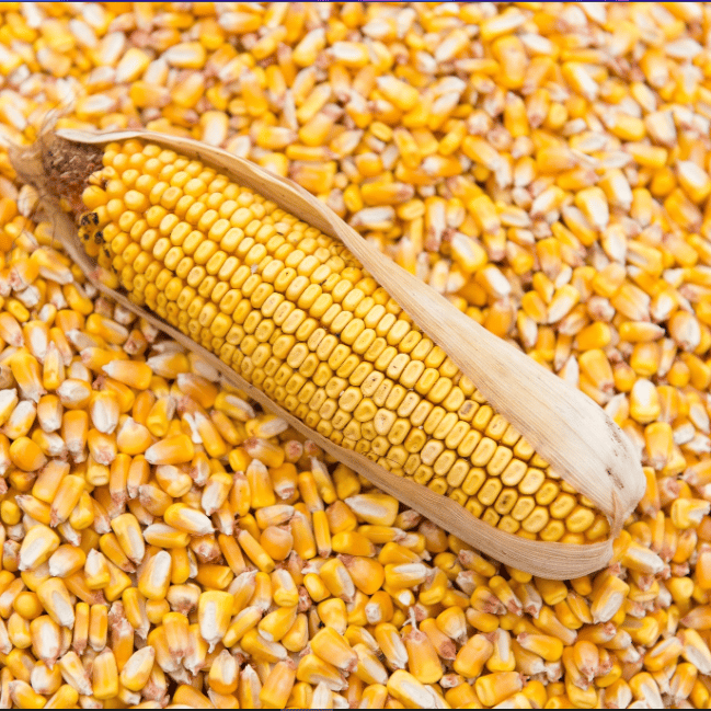 Maize - 100 kg - 100 kg - 1 Pack