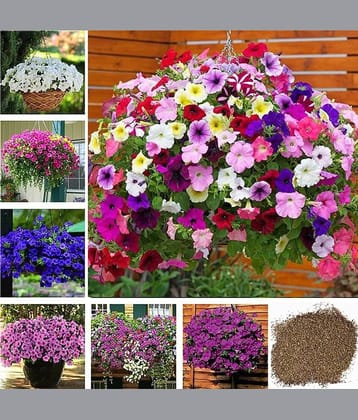 homeagro- Antrirhinum Flower Seeds (Pack of 50)