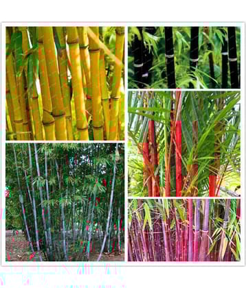 Colorful Garden Bamboo Combo Pack - 10 Seeds