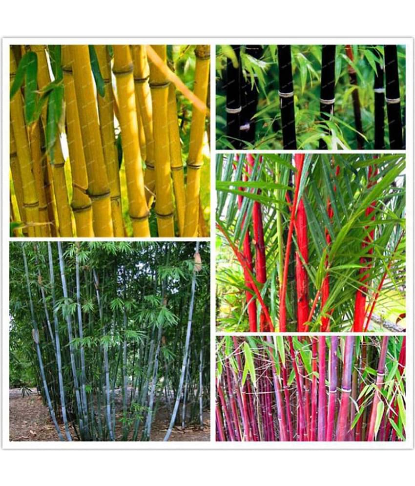 Colorful Garden Bamboo Combo Pack - 10 Seeds