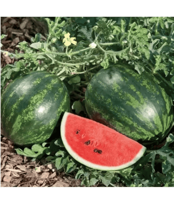 CLASSIC GREEN EARTH - Watermelon Vegetable ( 50 Seeds )