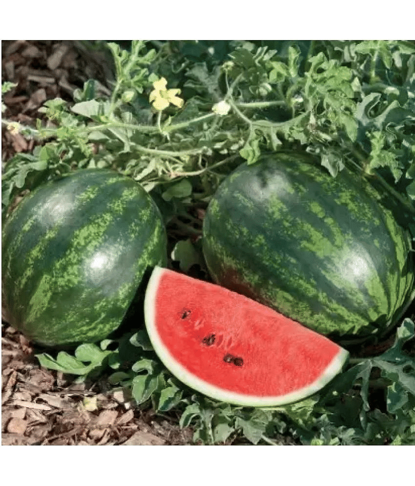 CLASSIC GREEN EARTH - Watermelon Vegetable ( 50 Seeds )