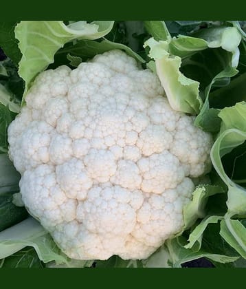 Vegetable Seeds Cauliflower-40 Seeds Per Pack