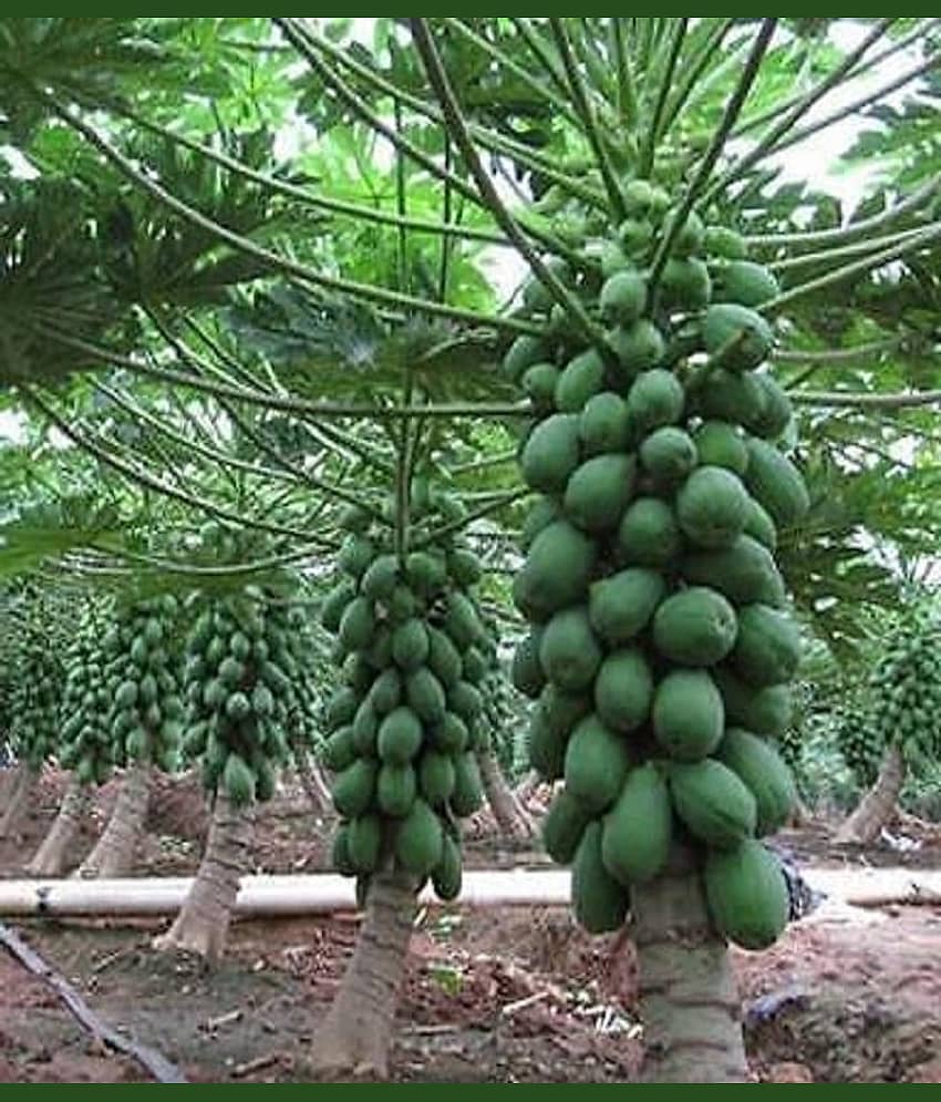 Dwarf Papaya F1 Hybrid Fruit Seeds 50 Seeds
