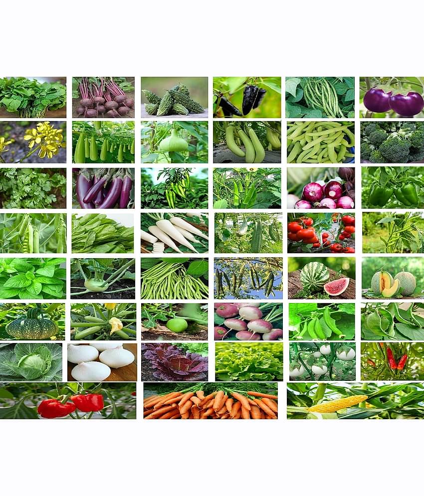 Old Store 40 variety vegetable seeds combo pack with instruction manual.