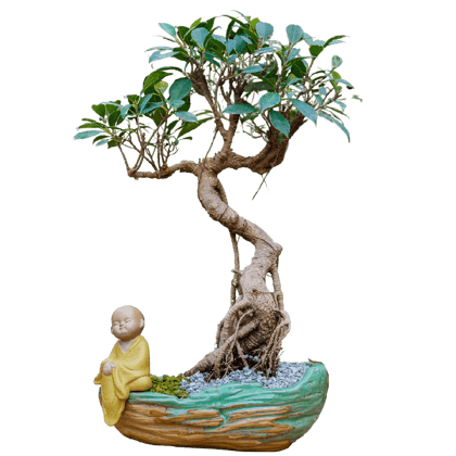 Birthright || Ficus S Shape || Plant Birthright || Ficus S Shape || Plant