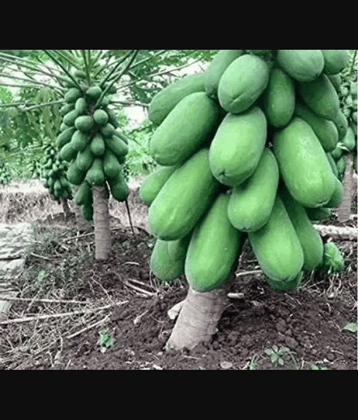 Hybrid Papaya (Red Lady) Fruit ( 200 Seeds )