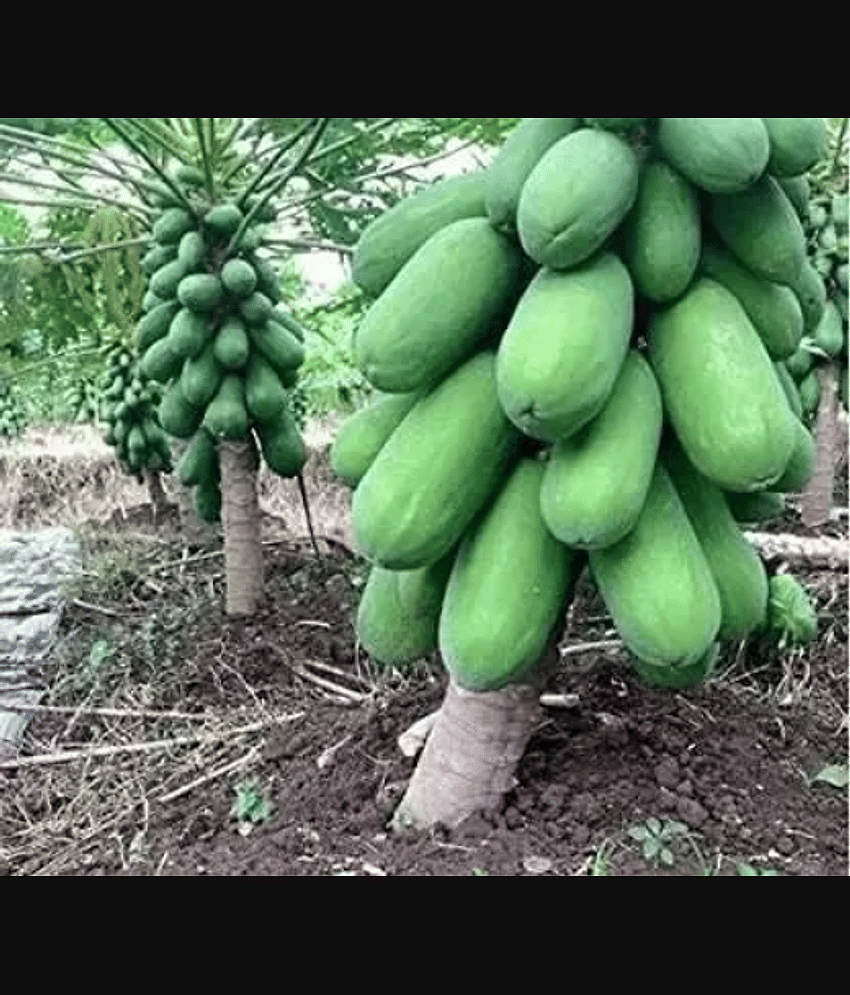 Hybrid Papaya (Red Lady) Fruit ( 200 Seeds )