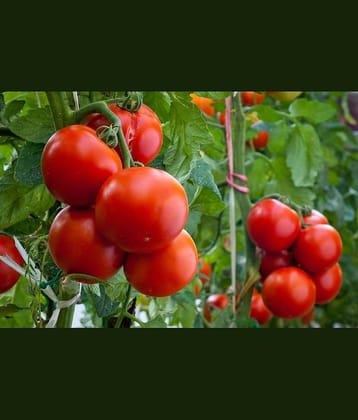 homeagro - Tomato Vegetable ( 100 Seeds )