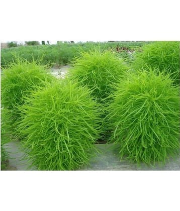 CLASSIC GREEN EARTH - Kochia Herb ( 50 Seeds )