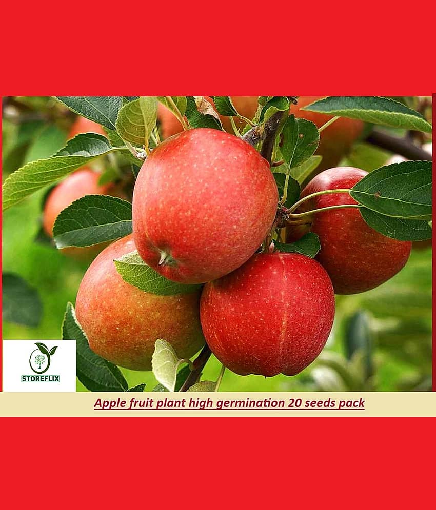 Dwarf apple fuit plant 20 seeds pack with free soil