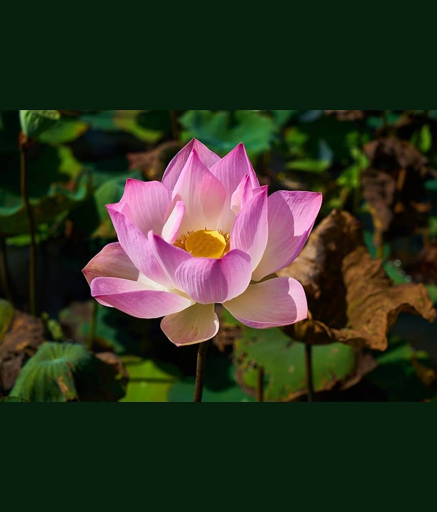 LOTUS FLOWER SEEDS PACK OF 6 SEEDS