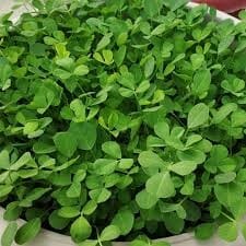 Methi