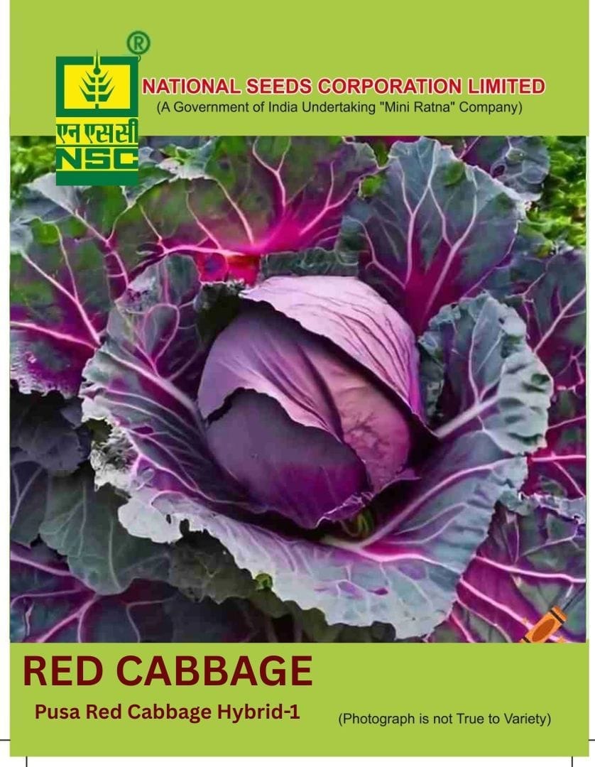 NSC Cabbage Pusa Red Cabbage Hybrid-1, 1gm