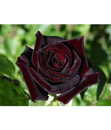 Black Baccara Hybrid Rose Shrub Flower Seeds Fresh Exotic True Blood Rose Flower 20 seeds