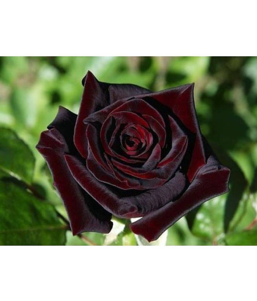 Black Baccara Hybrid Rose Shrub Flower Seeds Fresh Exotic True Blood Rose Flower 20 seeds