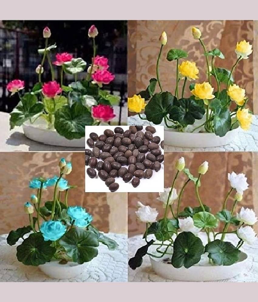 homeagro - Lotus Flower Seeds (Pack of 10)