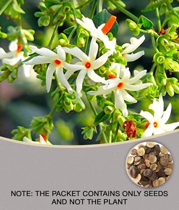 HARSRINGAR flower 30 seeds pack with free cocopeat and user manual