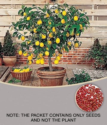 lemon Seeds For Home & Terrace Garden - 20