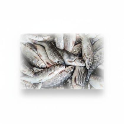 Fresh Rohu Fish - 1 kg - 1kg Fresh Fish
