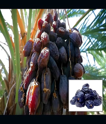 Cloud Farm Outdoor Fruit Plant ( Pack of 1 )