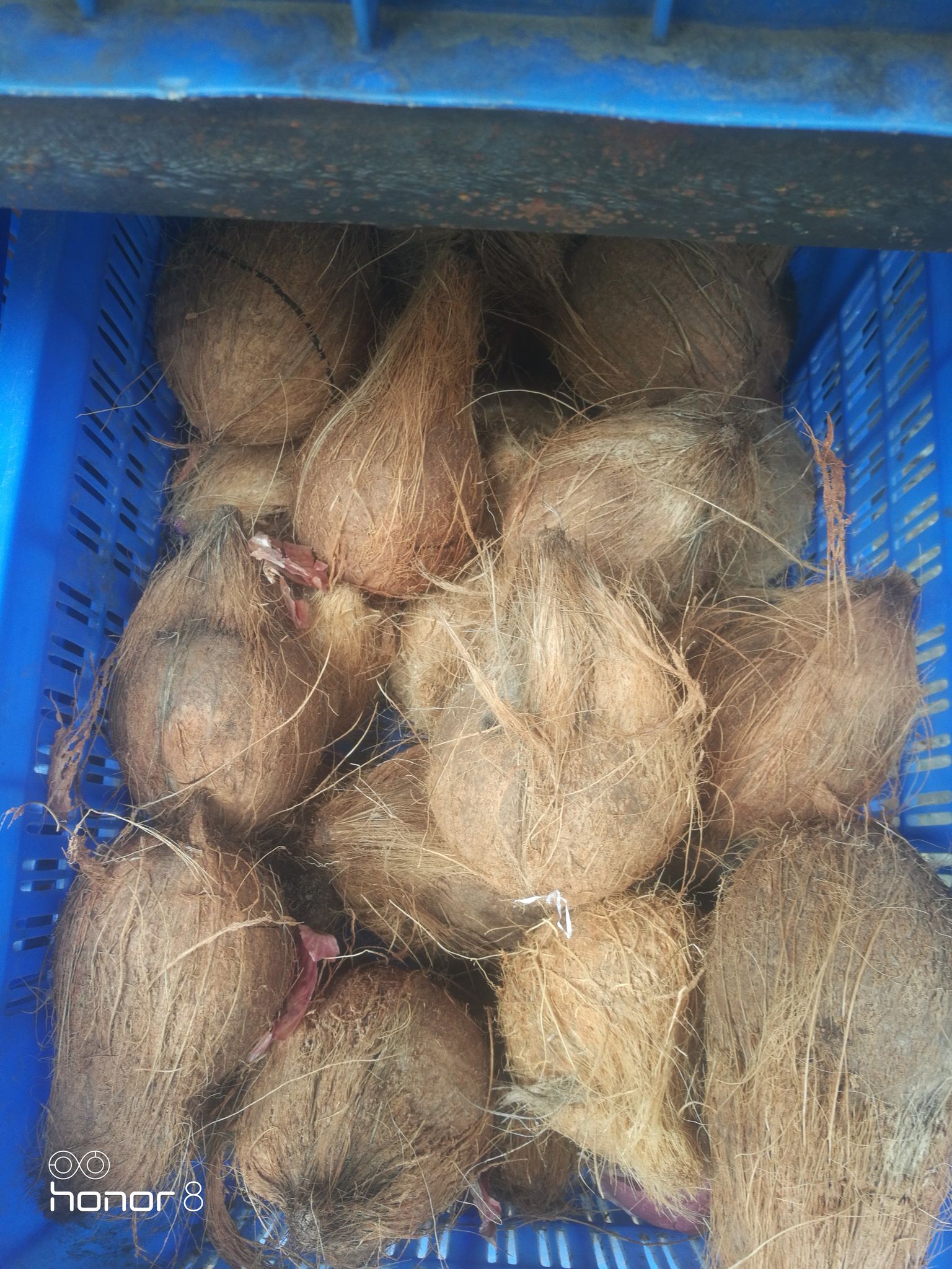 Cocunt 1P