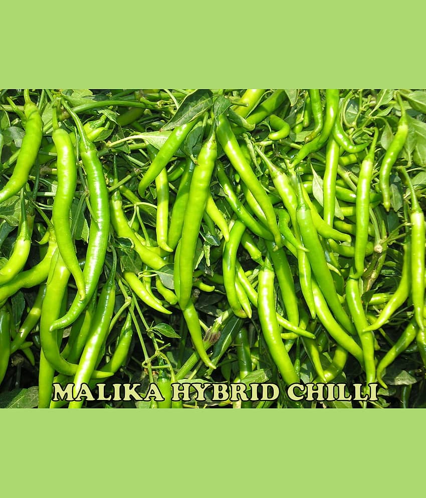 Green World Malika Chilli / Mirchi Seeds ( 100 Seeds )