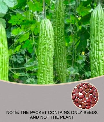 15 Seeds of High Yield Bitter Gourd Pali F1 Hybrid Green Long for Terrace Balcony Kitchen Poly House Gardening