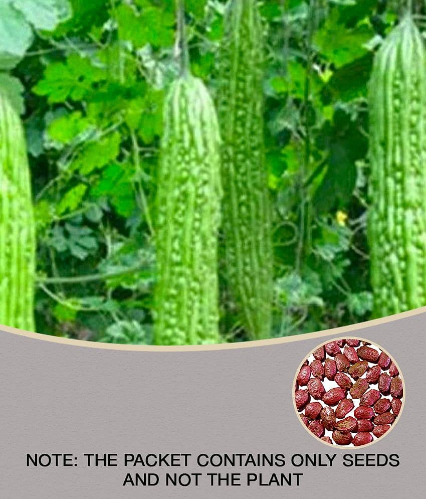 15 Seeds of High Yield Bitter Gourd Pali F1 Hybrid Green Long for Terrace Balcony Kitchen Poly House Gardening