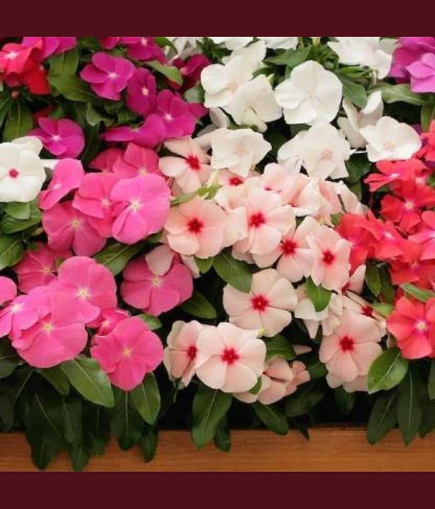 LiveNature Vinca Flower ( 100 Seeds )