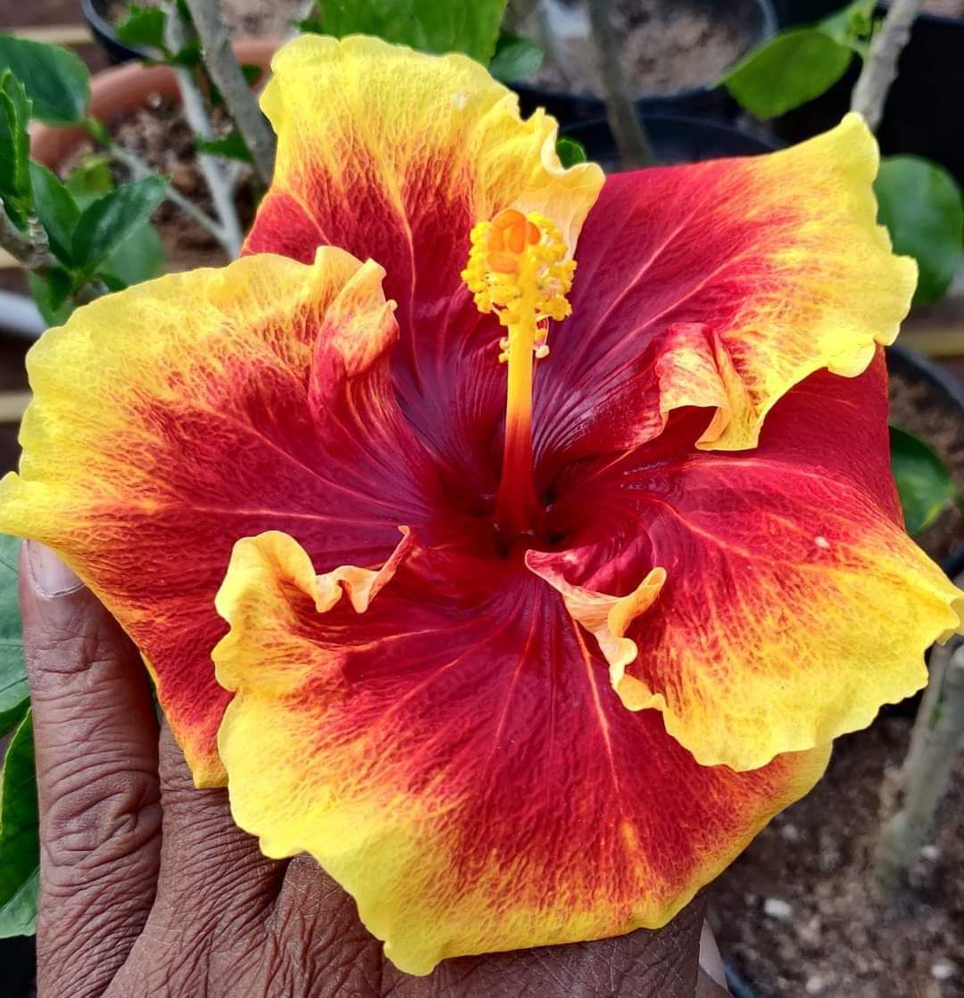 Austrelian Hibiscus Plant For Home Gardening