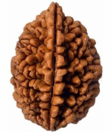 rudradivine Rudraksha Pack of 1