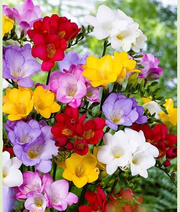 LiveNature Freesia Mixed Flower Bulbs | Indoor/Outdoor Mixed Flower Bulbs | Best For Home Garden & Terrace – 2 Bulbs