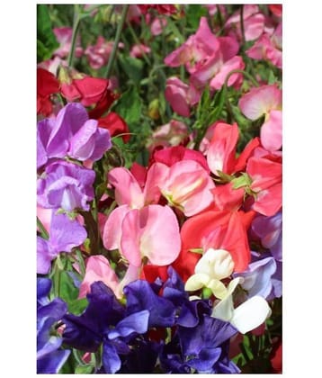 SHOP 360 GARDEN Sweet Pea Mammoth Choice Mixed Seeds - Pack of 20 Seeds
