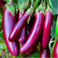 brinjal