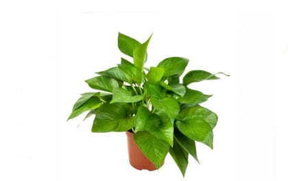 Money plant (Epipremnum aureum)
