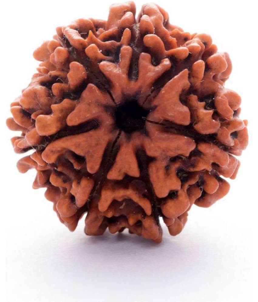 ARKAM Premium Seven Mukhi Rudraksha / Original Nepali 7 Mukhi Rudraksha / Natural 7 faced Rudraksha (Brown) with detailed Puja and wearing instructions