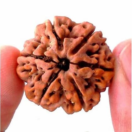 6 mukhi rudraksha