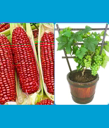 homeagro - Kantola Vegetable ( 20 Seeds )