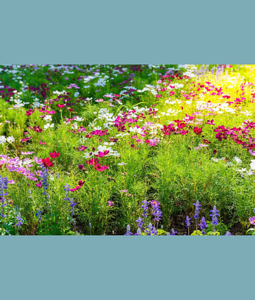 homeagro - Cosmos Mixed Flower ( 20 Seeds )