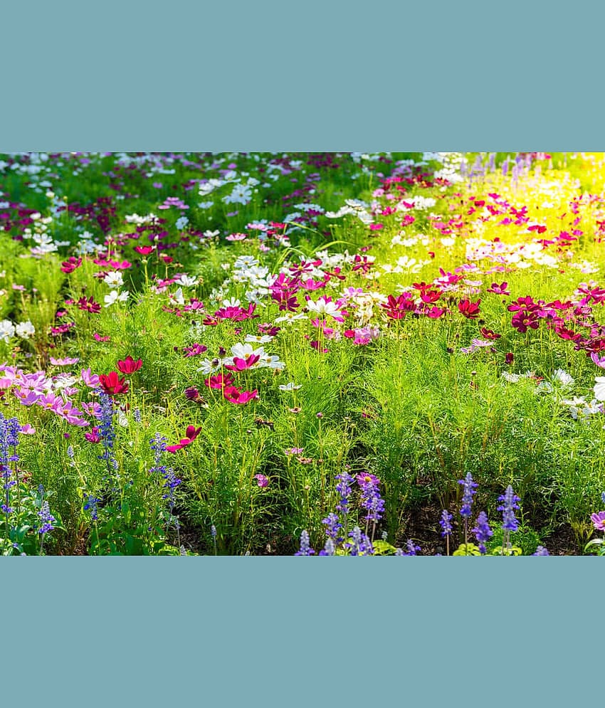 homeagro - Cosmos Mixed Flower ( 20 Seeds )